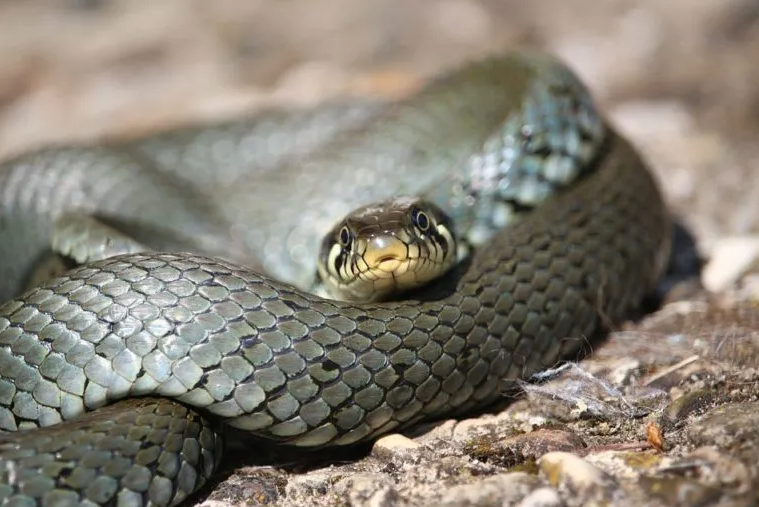  Algunas especies de serpiente hembra pueden fertilizar sus propios huevos, lo que significa que no necesitan de los machos 